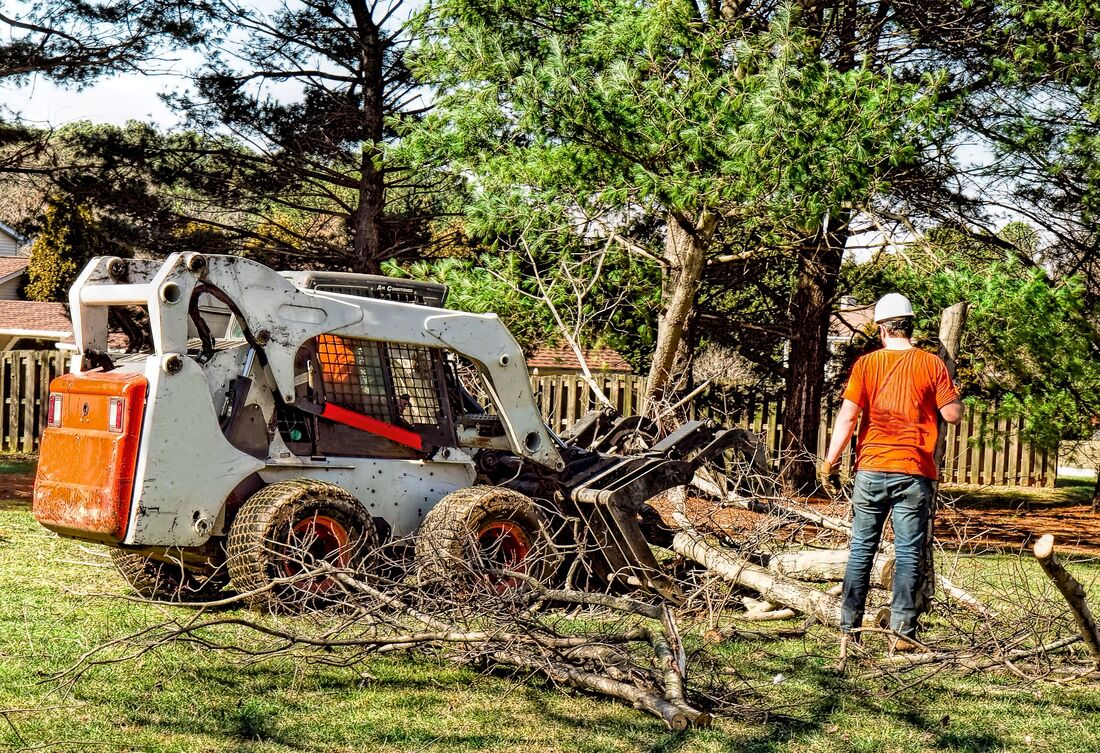 An image of Tree Removal Services in South Gate CA