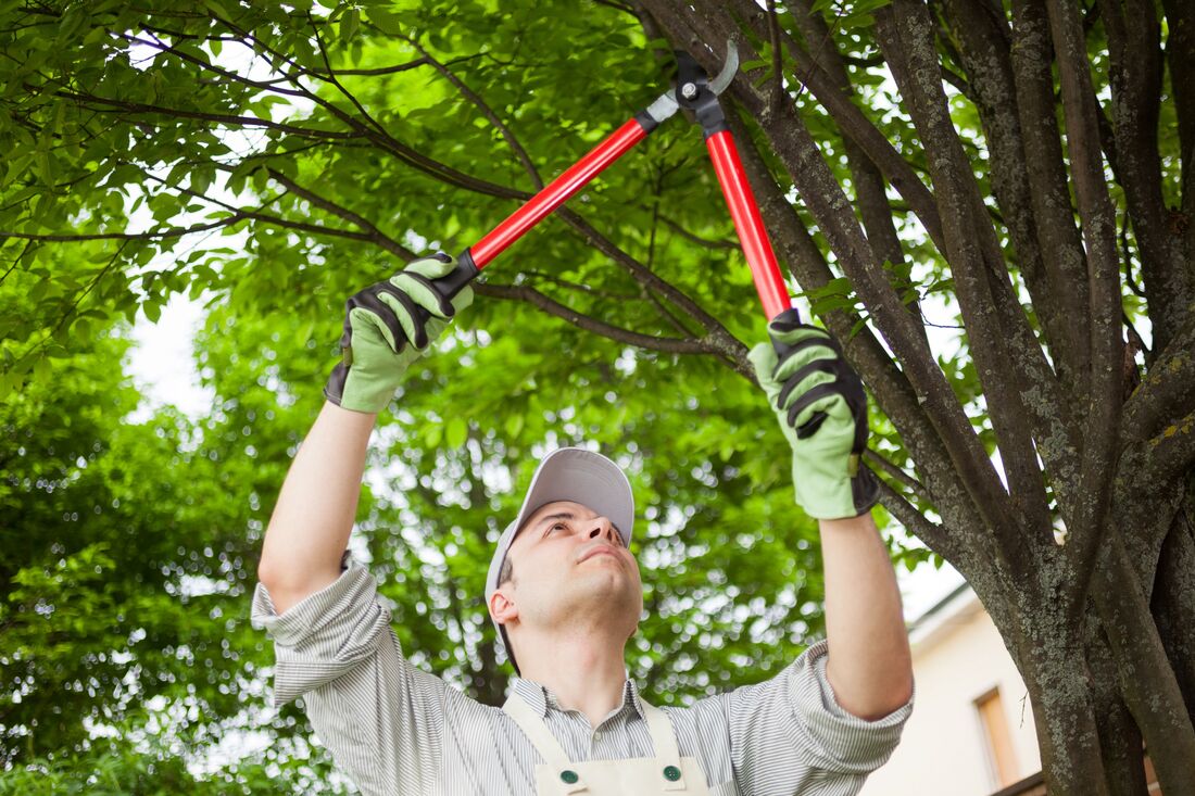 An image of Tree Trimming/Pruning in South Gate CA